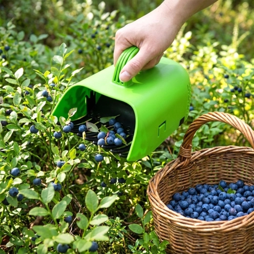 Schone bessen zonder bladeren en steeltjes