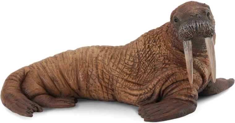 Collecta morse de l’Arctique figurine