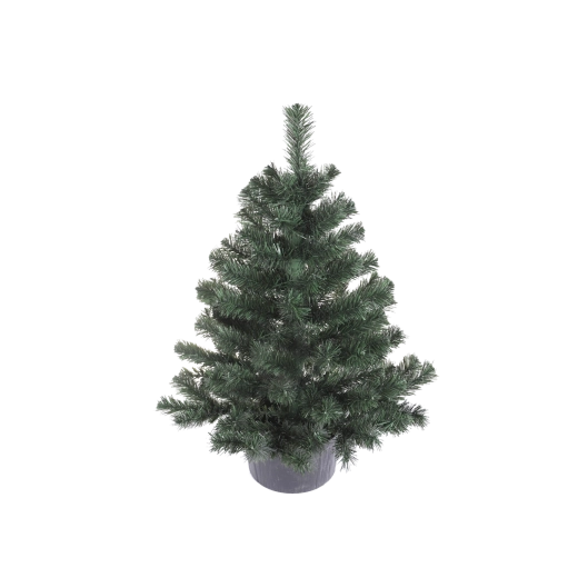 Montana spruce in a pot 80 cm - 1 piece
