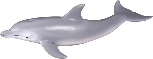 Dolfijn