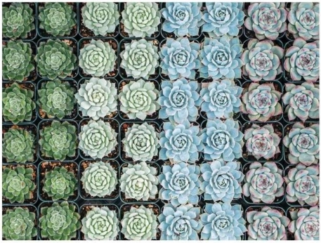 Levendige kleuren en gedetailleerde succulentenmotieven