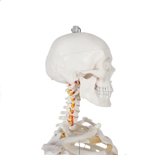 Anatomical Human Skeleton Model 180 cm