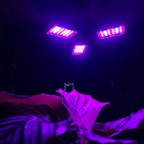 LED Grow Light for Plants Gardlov