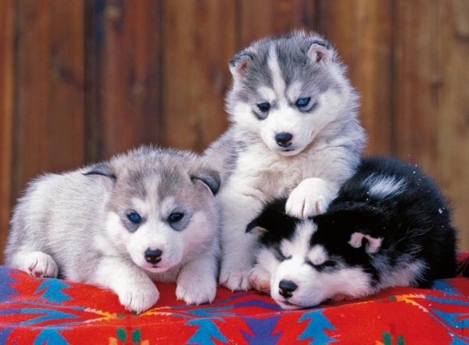 Puzzel Husky Puppies van Ravensburger