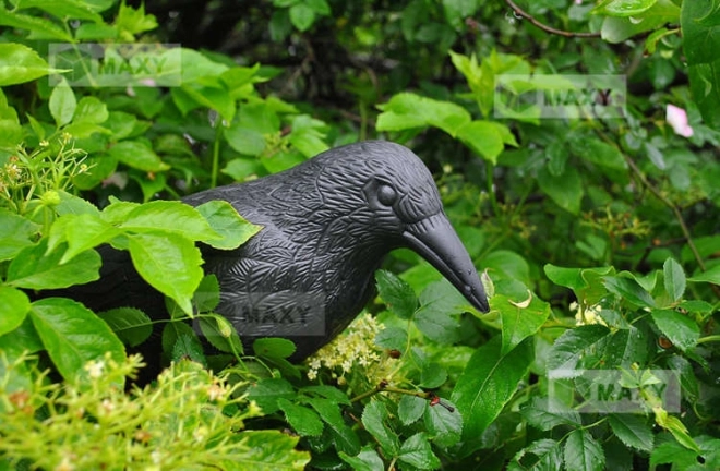 Vogelverschrikker - raaf