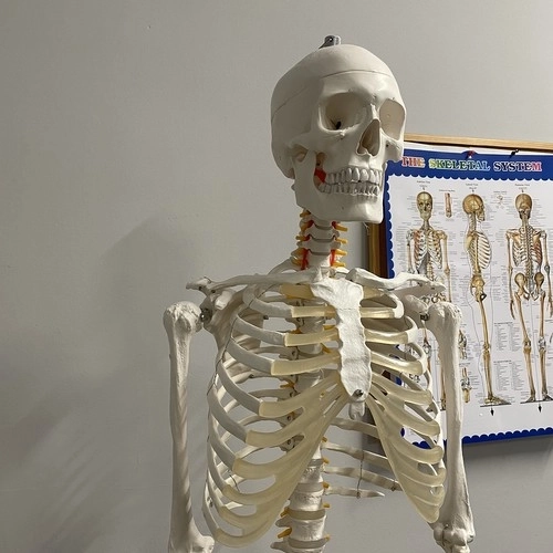 Anatomical Human Skeleton Model 180 cm
