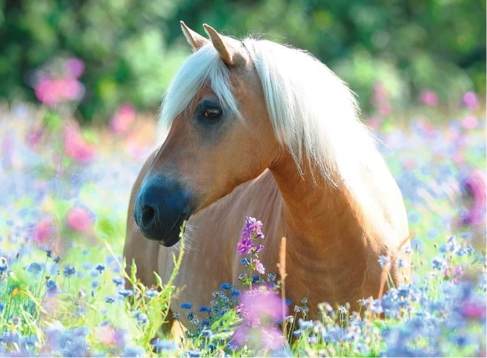 2D Puzzle 300 Pieces – Horse RAVENSBURGER
