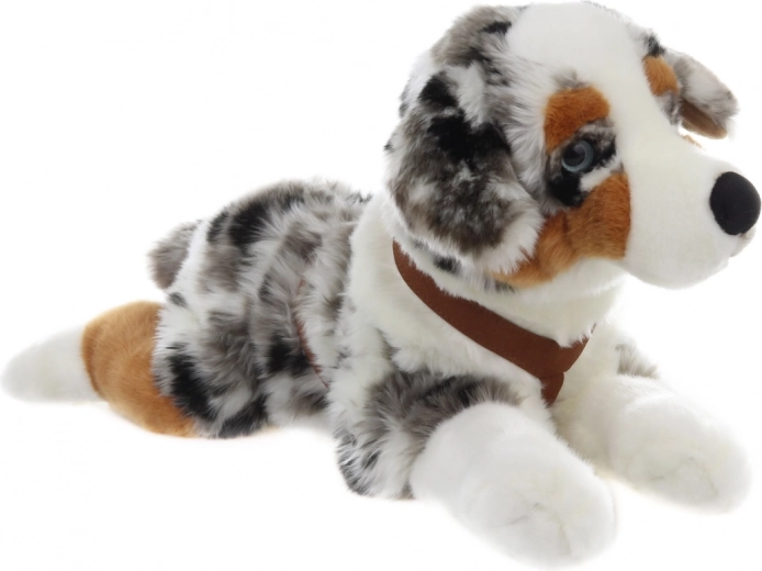 Realistic Australian Shepherd look