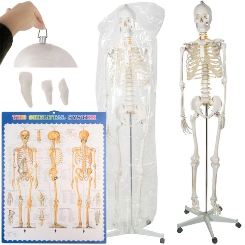 Anatomical Human Skeleton Model 180 cm