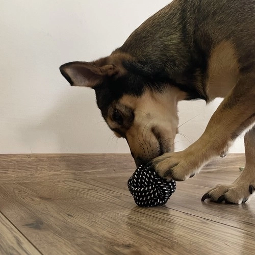 Set speelgoed voor honden - 10 stuks. Purlov 24388