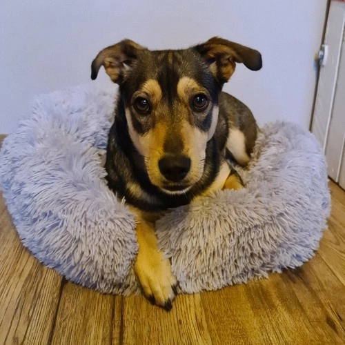 Fluffy Pet Bed Gray