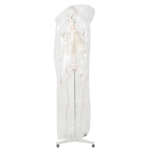 Anatomical Human Skeleton Model 180 cm