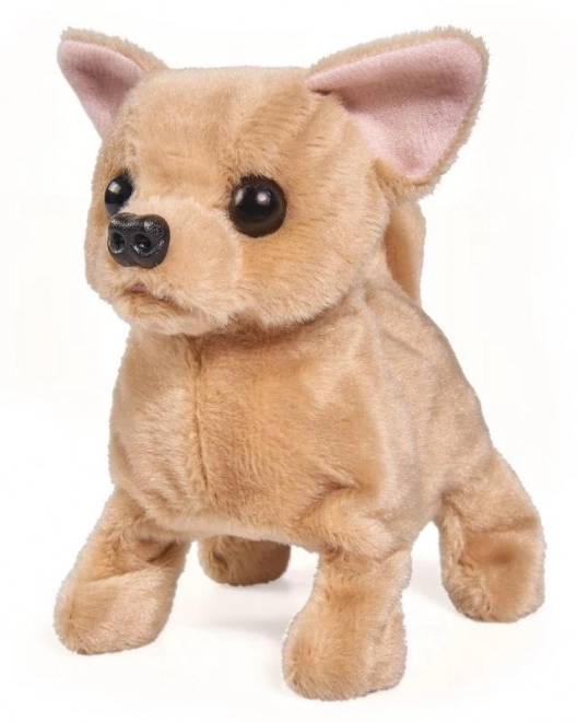 CCL Chihuahua chiot