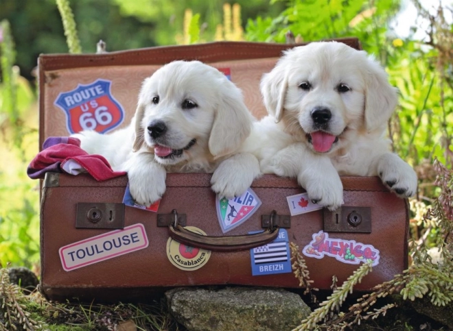Ravensburger Puzzel reizende puppy's 100 stukjes