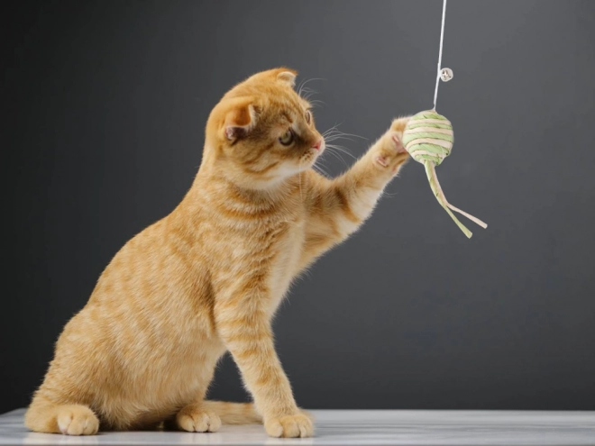 Katzenspielzeug Angel mit Ball und Rassel