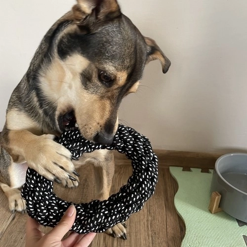 Set speelgoed voor honden - 10 stuks. Purlov 24388