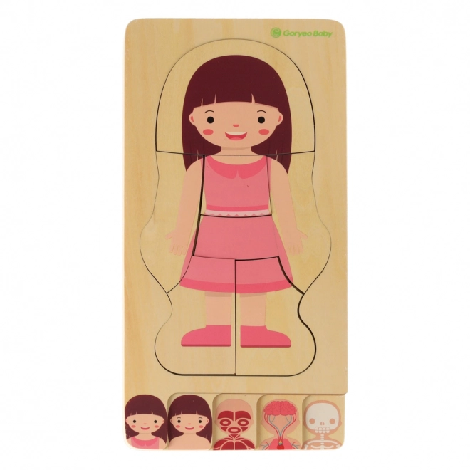 Schichtpuzzle Körperaufbau Montessori für Mädchen