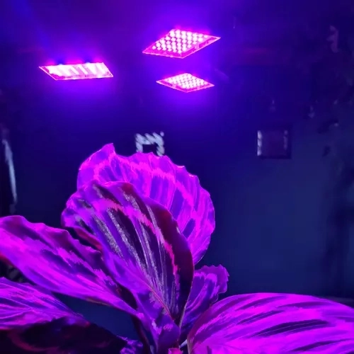 LED Grow Light for Plants Gardlov