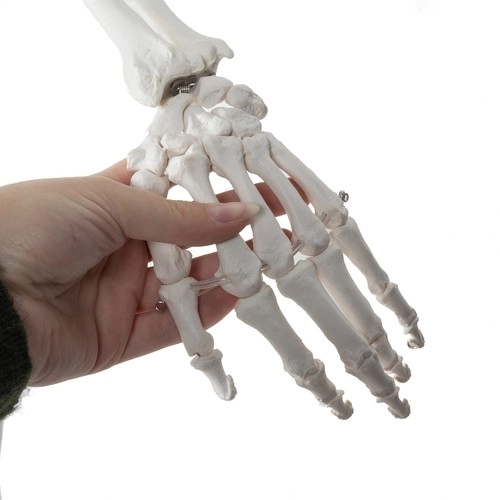 Anatomical Human Skeleton Model 180 cm