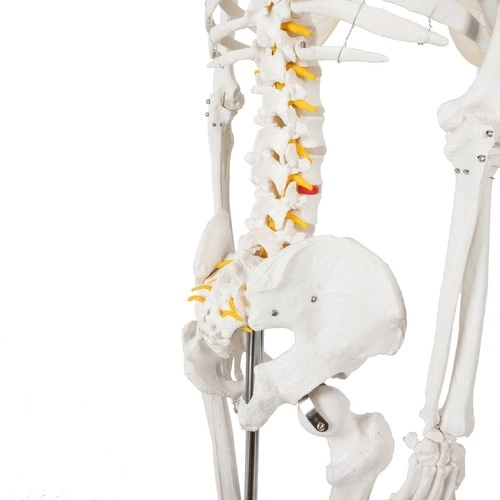 Anatomical Human Skeleton Model 180 cm