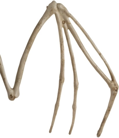 Authentieke skeletlook