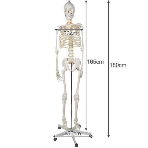 Anatomical Human Skeleton Model 180 cm