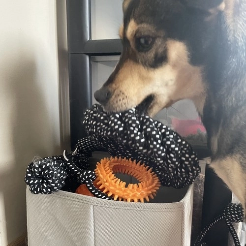 Set speelgoed voor honden - 10 stuks. Purlov 24388