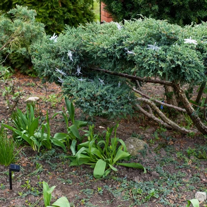Solar Garden Lights with Dragonfly Design