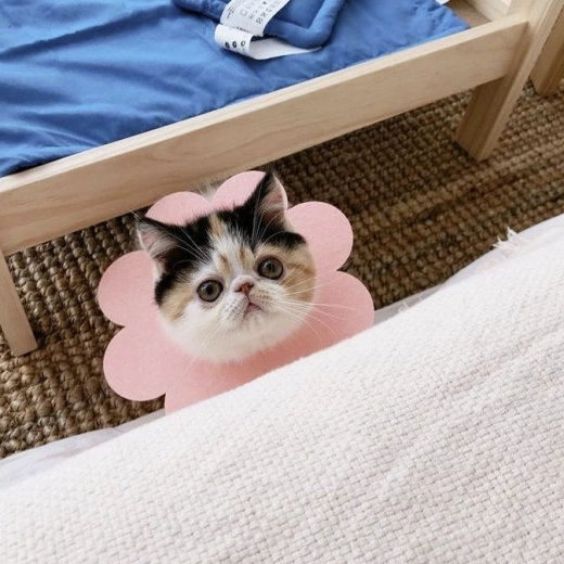 Pratique pour chats et chiens