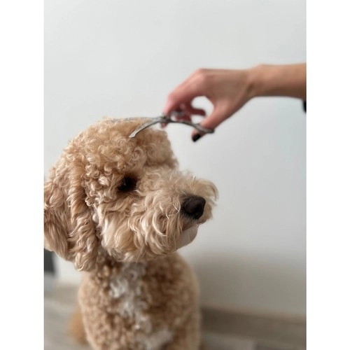 Premium Hundefrisörscheren Set in Etui