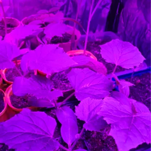 Lamp/Paneel 225 LED voor planten groei. 23525