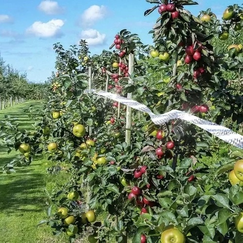 Bird Repellent Tape - 50m