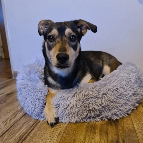 Fluffy Pet Bed Gray