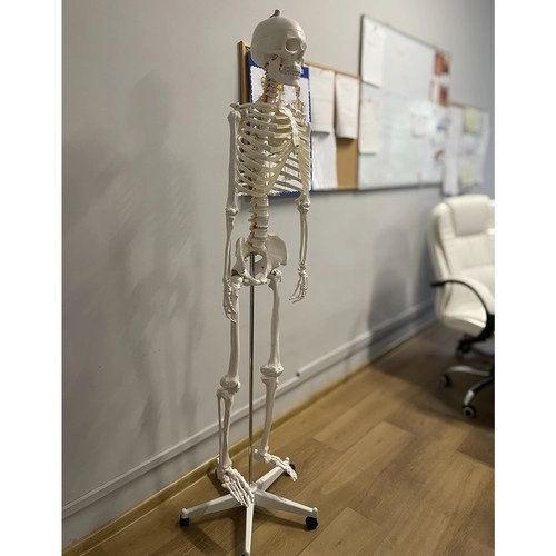 Anatomical Human Skeleton Model 180 cm