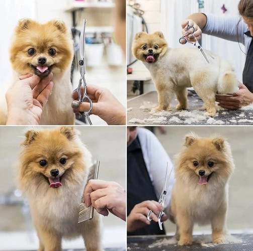 Premium Hundefrisörscheren Set in Etui