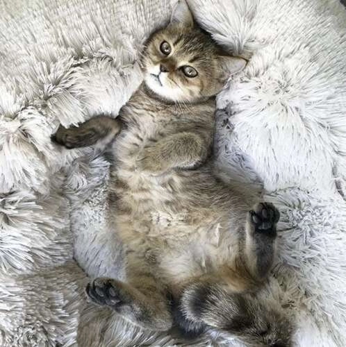 Fluffy Pet Bed Gray