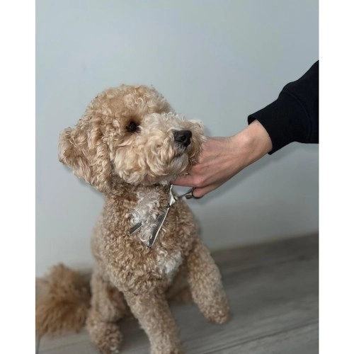 Premium Hundefrisörscheren Set in Etui