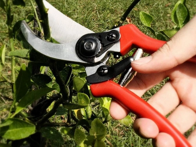 Cisailles à main de jardin pour arbustes