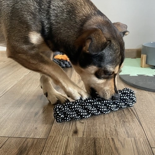 Set speelgoed voor honden - 10 stuks. Purlov 24388
