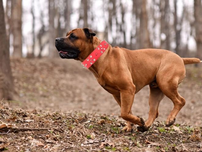 Verstelbare halsband voor honden met studs van ecologisch leer