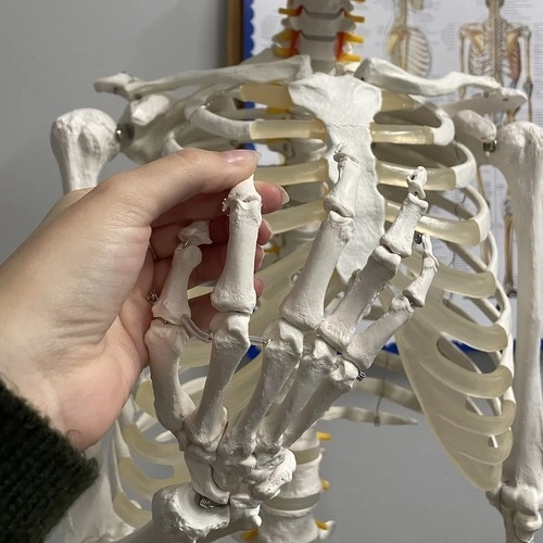 Anatomical Human Skeleton Model 180 cm