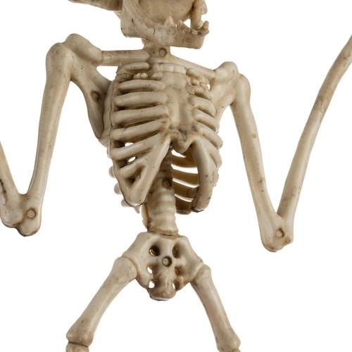 Beweegbare kop en kaak