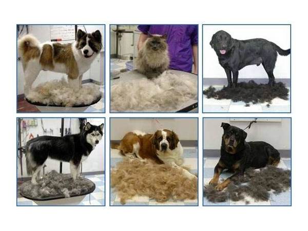 Borstel voor honden en katten