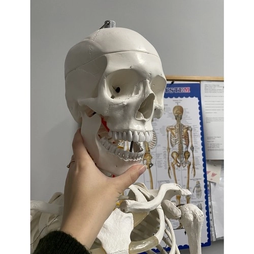 Anatomical Human Skeleton Model 180 cm