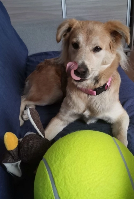 Grote tennisbal voor honden