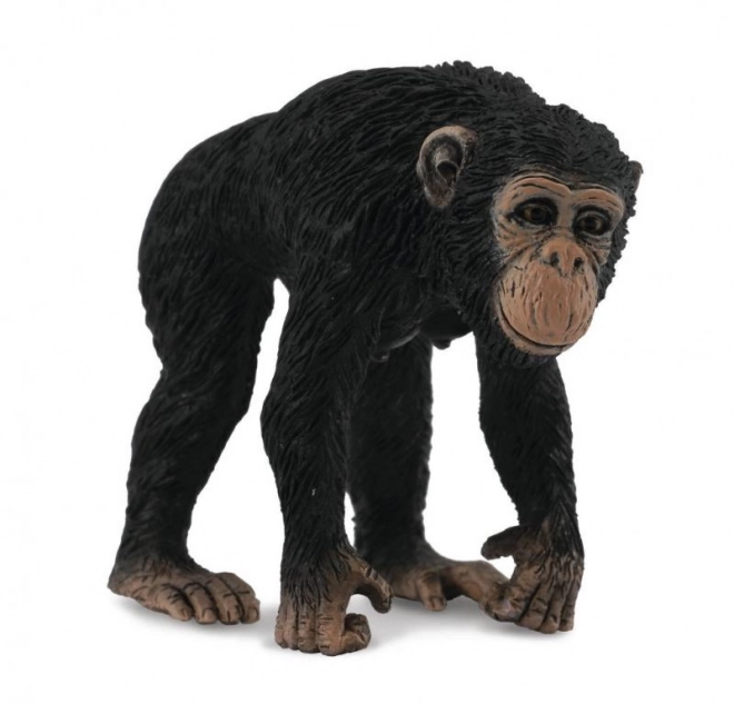 Chimpansee - vrouwtje