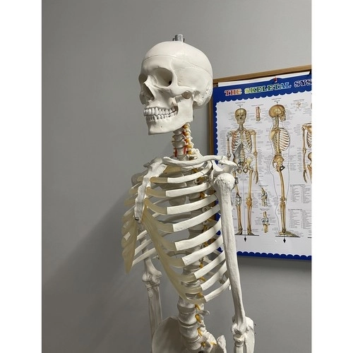 Anatomical Human Skeleton Model 180 cm