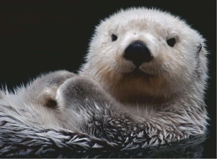 Puzzle 500 pièces - Loutre