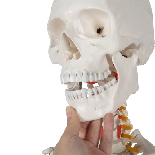 Anatomical Human Skeleton Model 180 cm