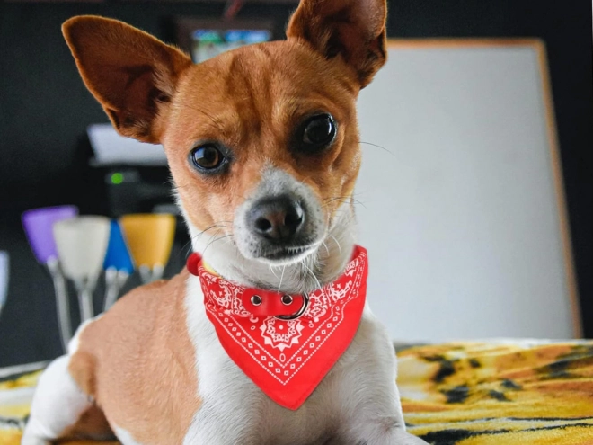Stylisches Halsband mit Bandana für Hunde und Katzen